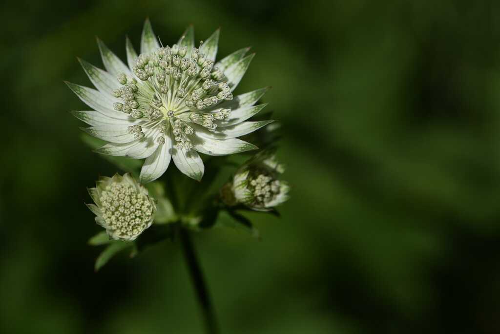 Astrantia